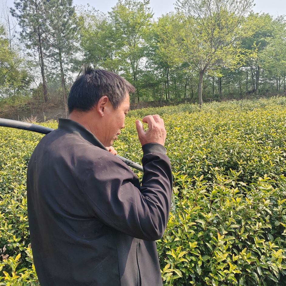 保护指导古树名木