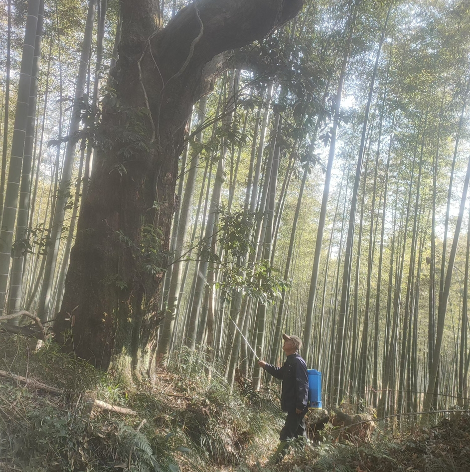 重阳木锦斑蛾防治现场