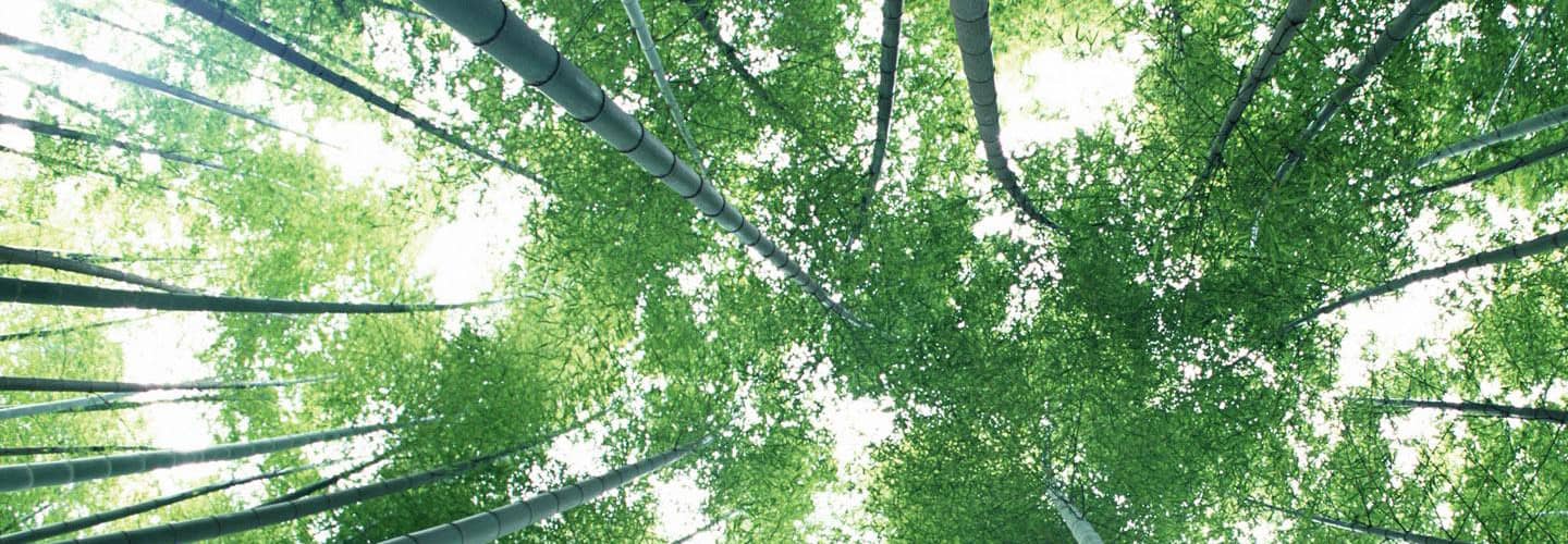 创意居家竹制品开发设计